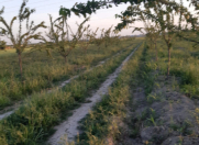 Satılır 1 otaqlı 500 m2 obyekt Mingəçevir