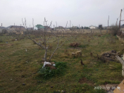 Satılır 24 sot torpaq Maştağa