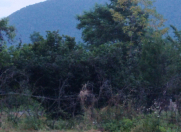 Satılır 32 sot torpaq Qəbələ