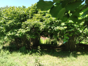 Satılır 1 otaqlı 24 m2 həyət evi Qax