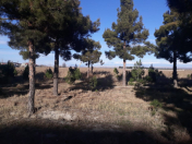 Satılır 100 sot torpaq Naftalan