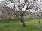 Satılır 24 sot torpaq Novxanı