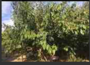 Satılır 9 sot torpaq Sumqayıt