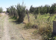 Satılır 16 sot torpaq Quba