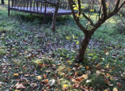 İcarəyə verilir 7 otaqlı 250 m2 villa Quba