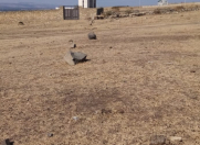 Satılır 12 sot torpaq İsmayıllı