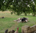 Satılır 6 sot torpaq Zığ