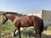 Satılır 5 otaqlı 3000 m2 obyekt Məhəmmədli