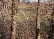 Satılır 10 sot torpaq Qusar