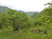 Satılır 20 sot torpaq Qəbələ