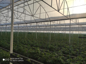 Satılır 3 otaqlı 130000 m2 obyekt Salyan