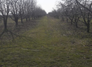 Satılır 157 sot torpaq Quba