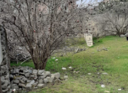 Satılır 5 sot torpaq Lənkəran