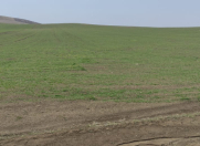 Satılır 550000 sot torpaq Şamaxı