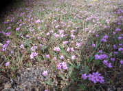 Satılır 6 sot torpaq Qala