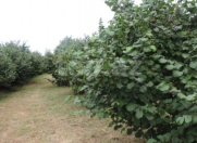 Satılır 154 sot torpaq Qusar