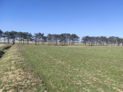 Satılır 2000 sot torpaq Fatmayı