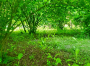 Satılır 20 sot torpaq Qəbələ