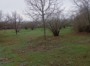 Satılır 50 sot torpaq Qəbələ