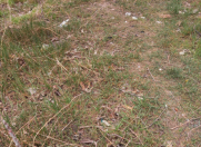 Satılır 90 sot torpaq Hövsan