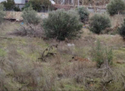 Satılır 6 sot torpaq Bülbülə