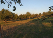 Satılır 10 sot torpaq Quba