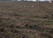 Satılır 5 sot torpaq Gəncə