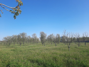 Satılır 40 sot torpaq Göyçay