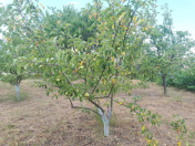 Satılır 15 sot torpaq Quba