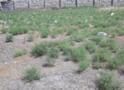 Satılır 10 sot torpaq Buzovna