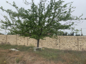 Satılır 12 sot torpaq Pirşağı