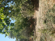 Satılır 3 otaqlı 90 m2 həyət evi Şamaxı