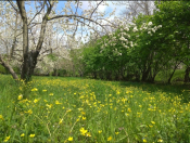 Satılır 32 sot torpaq İsmayıllı