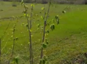 Satılır 450 sot torpaq Oğuz