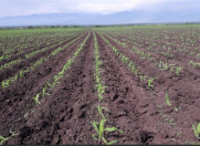 Satılır 10000 sot torpaq Şabran