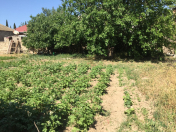 Satılır 4 sot torpaq Binə