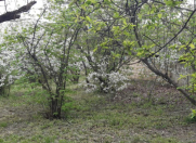 Satılır 4 otaqlı 160 m2 həyət evi İsmayıllı