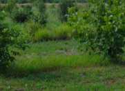 Satılır 300 sot torpaq Oğuz