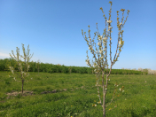 Satılır 170 sot torpaq Xaçmaz