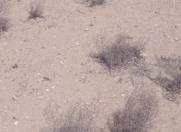 Satılır 20 sot torpaq Türkan