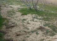 Satılır 8 sot torpaq Novxanı