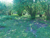 Satılır 51 sot torpaq Qəbələ