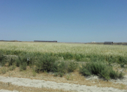 Satılır 250 sot torpaq Perekeşkül