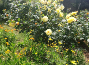 Satılır 5 otaqlı 220 m2 həyət evi Binə