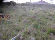 Satılır 1 otaqlı 6 m2 bağ evi Qala