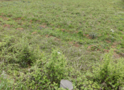 Satılır 12 sot torpaq Qusar