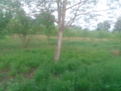 Satılır 50 sot torpaq Göyçay