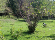 Satılır 30 sot torpaq Qəbələ