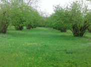 Satılır 84 sot torpaq Qəbələ