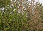 Satılır 100 sot torpaq Xudat